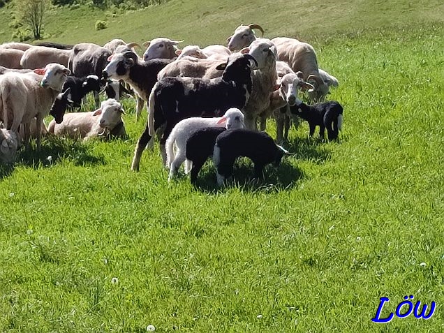 27.4.2024 Viele Lämmer
